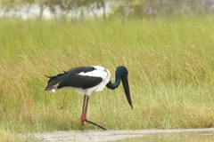 Ephippiorhynchus asiaticus