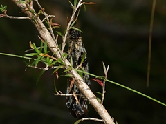 Periclystus circuiter