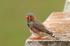 Zebra Finch photo 3