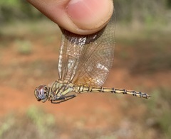 Trithemis werneri
