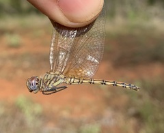 Trithemis werneri