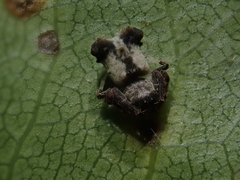Arkys dilatatus