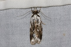 Barea synchyta
