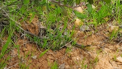 Thamnophis hammondii