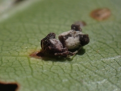 Arkys dilatatus