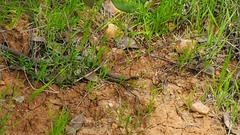 Thamnophis hammondii