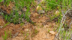 Thamnophis hammondii