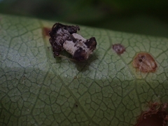 Arkys dilatatus