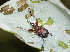 Euops falcata