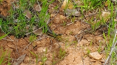 Thamnophis hammondii