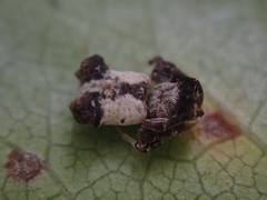 Arkys dilatatus