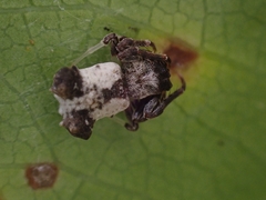 Arkys dilatatus