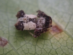 Arkys dilatatus