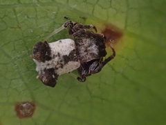 Arkys dilatatus