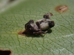 Arkys dilatatus