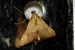 Endotricha pyrosalis