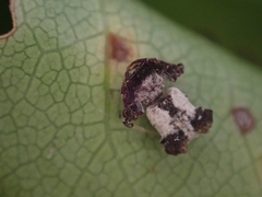 Arkys dilatatus