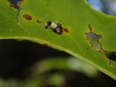 Arkys dilatatus