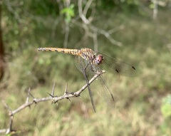 Trithemis werneri