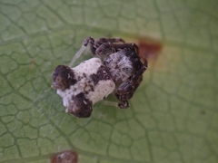 Arkys dilatatus