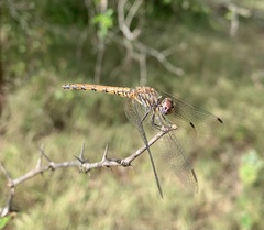 Trithemis werneri