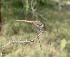 Trithemis werneri