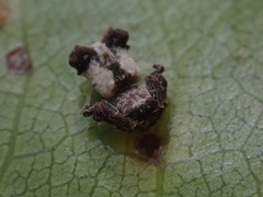 Arkys dilatatus