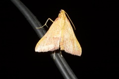 Endotricha pyrosalis