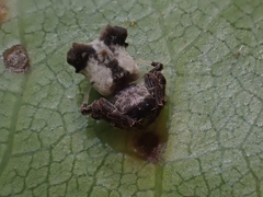 Arkys dilatatus