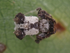 Arkys dilatatus