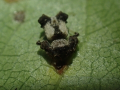 Arkys dilatatus