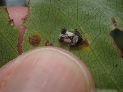 Arkys dilatatus