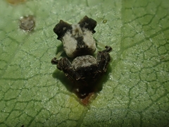Arkys dilatatus