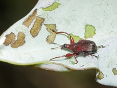 Euops falcata