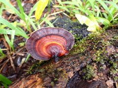 Microporus