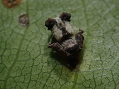 Arkys dilatatus