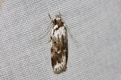 Barea synchyta