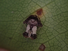 Arkys dilatatus