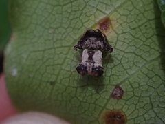 Arkys dilatatus