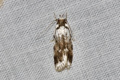 Barea synchyta