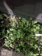 Hydrocotyle sibthorpioides