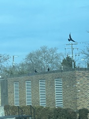 Corvus brachyrhynchos