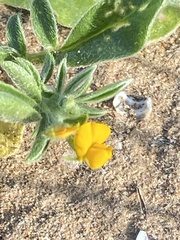 Anthyllis circinnata