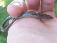 Riopa albopunctata