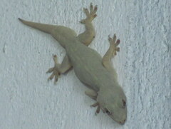 Hemidactylus flaviviridis