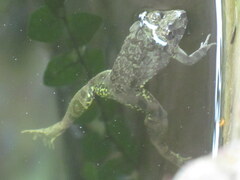 Euphlyctis cyanophlyctis