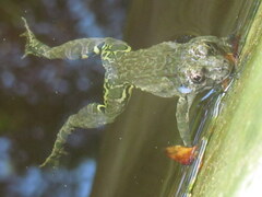 Euphlyctis cyanophlyctis