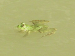 Euphlyctis cyanophlyctis