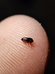 Ctenocephalides canis