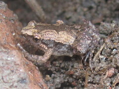 Microhyla mymensinghensis